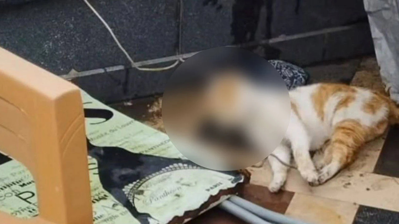 Cami avlusunda iple boğulmuş kedi ölüsü bulundu: 2 öğrenci gözaltında!