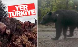 Birbirinden vahşi hayvanların fotokapan görüntüleri...