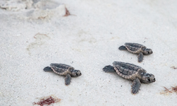 İztuzu Plajı'nda 3 caretta caretta özgürlüğe kavuştu