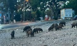 İzmir Balçova’da domuz sürüsü: Vatandaşlar tedirgin