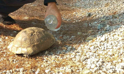 Dalaman'daki orman yangını doğal hayatı olumsuz etkiledi!