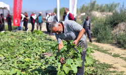 İzmir'in turşuluk kornişon üretiminin yüzde 77'si Ödemiş'ten