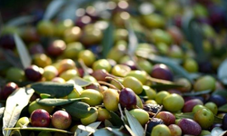 Zeytin üretiminde karamsar tablo!