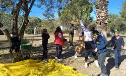 Urla'da öğrenciler zeytin hasadına katıldı