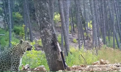 Anadolu Parsı fotokapana takıldı