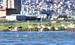 Misinaya takılan flamingoyu İzmirli balıkçı kurtardı