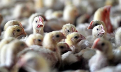 Yeni Zelanda'da alarm: İlk kuş gribi vakası tespit edildi