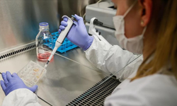 Danimarka DNA'sı diye pazarlandı, Türk DNA'sı çıktı