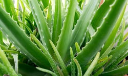 Aloe vera bitkisi nasıl bakılır?  Şifalı bitkinin bakım rehberi