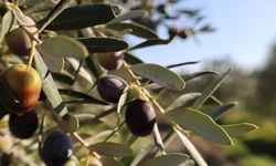 İzmir Bergama Belediyesi, zeytin ve çam fıstığında marka oluyor