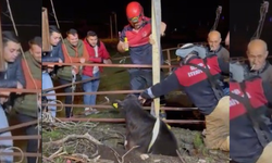 İzmir'de su kuyusuna düşen buzağı 2 saatlik operasyonla kurtarıldı