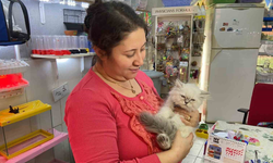 İzmir Bornova'da ilginç hırsızlık: Petshoptan cins kedi çalındı!