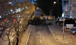 İzmir Ankara Caddesi'nde ağaç devrildi: Yol trafiğe kapandı!