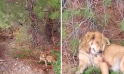 İzmir Narlıdere'de bir ormanda iki köpek cesedi bulundu: Öldürülmüş olma ihtimalleri yüksek!