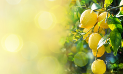 Limonları taş gibi tutan yöntemler: Taze ve dayanıklı limonlar için ipuçları