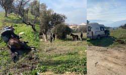 İzmir Kemalpaşa'da yaralı Yılkı Atı'na anında müdahale