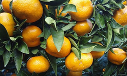 Mandalina ihracatı 615 milyon dolarla rekor kırdı