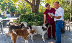 İzmir’in 11 ilçesinde sahipsiz köpek sayımı tamamlandı
