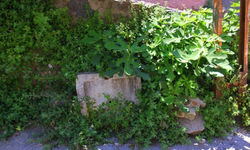 Konak'ta unutulmaya yüz tutmuş bir tarih: Yaban Çeşme!