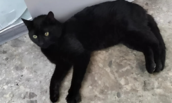İstanbul'dan Rusya'ya giden kedi, Gümrük engeline takıldı!