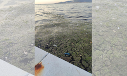 Karşıyaka'nın ardından Güzelyalı'da da deniz marulu sorunu görüldü