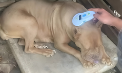 Yasaya aykırı pitbull besleyen iki kişiye rekor ceza