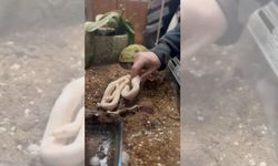 Pitonla şehir turu: Polis bile gözlerine inanamadı!