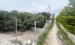 Çeşme'de sakız ağaçları betona tercih ediliyor