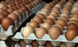 Her gün yumurta yemek sağlıklı mı?