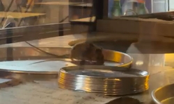 Börek tezgahında fare skandalı