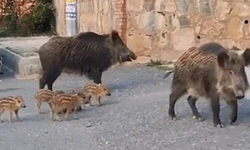 Kuşadası’nda yaban domuzu beslemek yasaklandı