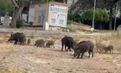 Bornova'da domuzlar yine sokaklarda