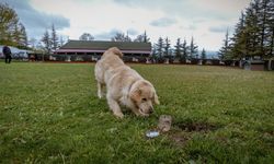 Su kaçaklarının izini, özel eğitimli köpekler sürecek