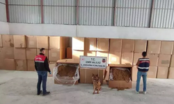İzmir Menderes’te kaçak tütün operasyonu