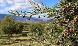 Zeytin ağaçları tehlikede! Yeni yasa teklifi tepki çekti