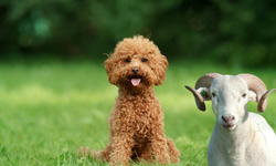 Kurban sakatatlarını köpeklere vermeyin