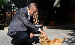 Erdoğan'a hediye edilen aslanların yavrularına isim aranıyor