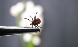 Kene ısırmasına dikkat! Ölüm riski %30’a kadar çıkabiliyor