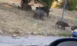Bornova’da domuz sürüsü çamur banyosunda yakalandı!