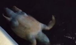 Bayraklı sahilinde ölü caretta caretta bulundu