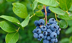Bozdağ’da blueberry toprakla buluştu, verim umut verdi