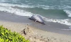 Çeşme’de orkinoslar kıyıya vuruyor