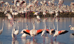 Flamingo izleme turları 15 Ağustos’ta geri dönüyor