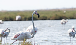 İzmir’de Flamingo Yolu tekne turları başladı!