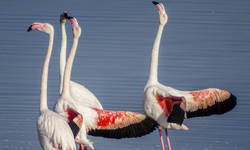Gediz Deltası’nda flamingo güzelliği büyülüyor
