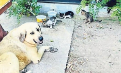 Tire’de kedi ve köpeğin sıra dışı dostluğu