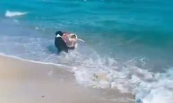 Köpeklerin deniz keyfi plajdakilere neşeli anlar yaşattı