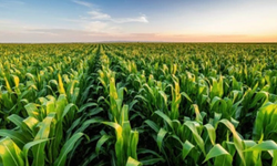 İzmir’de kuraklık tarımı vurdu: Mısır yerine sorgum