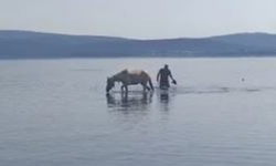 Urla’da at denize girerek serinledi
