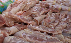 İzmir'de 271 bin 897 kiloluk bozuk tavuk skandalı